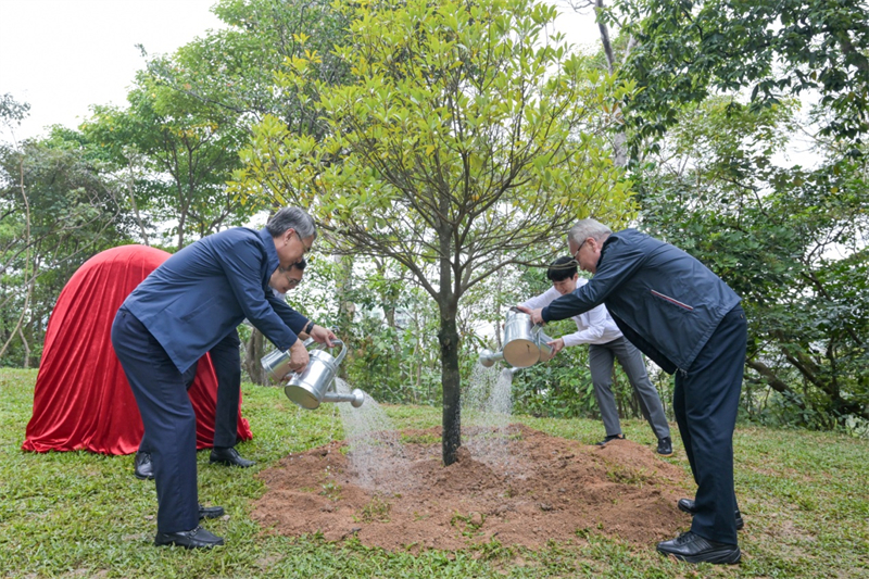 圖為岑浩輝、張永春等栽種中華楠。澳門特區(qū)政府新聞局供圖