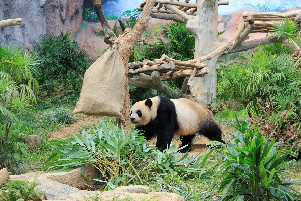 上兩圖為飼養(yǎng)員將美食裝進(jìn)麻袋、藏在竹簍下，讓大熊貓玩尋寶游戲。澳門特區(qū)政府市政署供圖