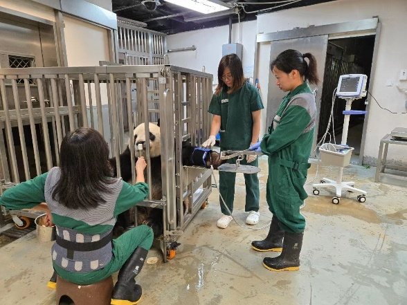 圖為大熊貓配合飼養(yǎng)員進(jìn)行健康檢查。澳門特區(qū)政府市政署供圖