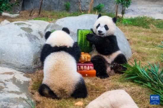   8月15日，大熊貓寶寶“加加”（左）“得得”在香港海洋公園慶祝一歲生日。新華社記者 朱煒 攝