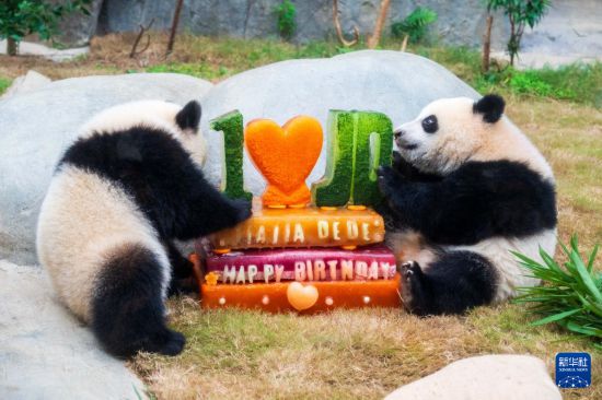   8月15日，大熊貓寶寶“加加”（左）“得得”在吃生日“蛋糕”。新華社記者 朱煒 攝